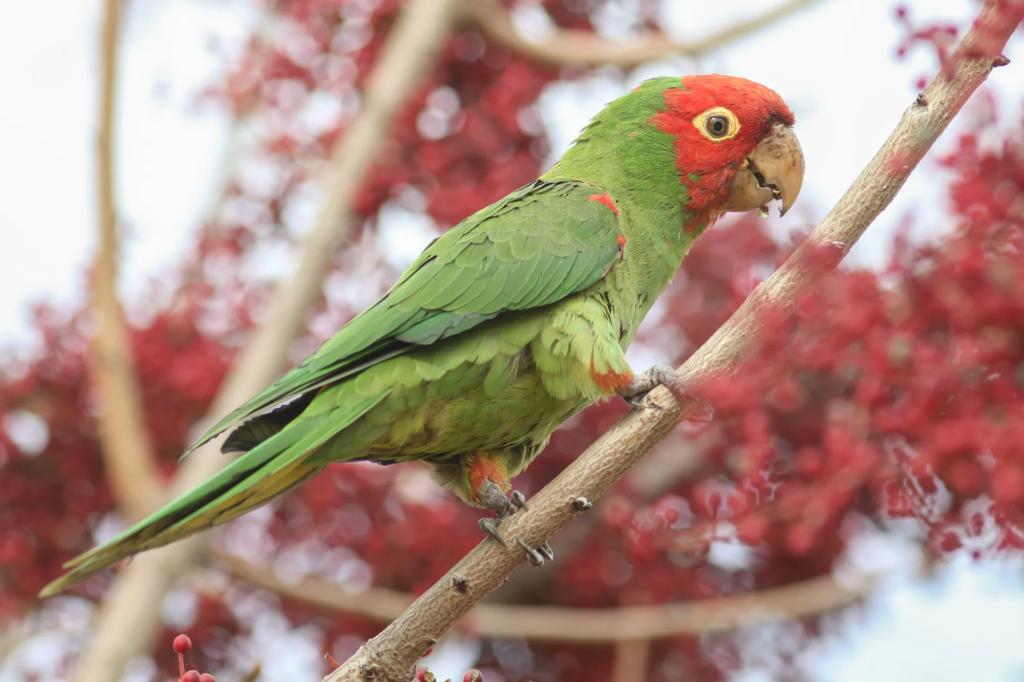 Can Parrots Have Raspberries