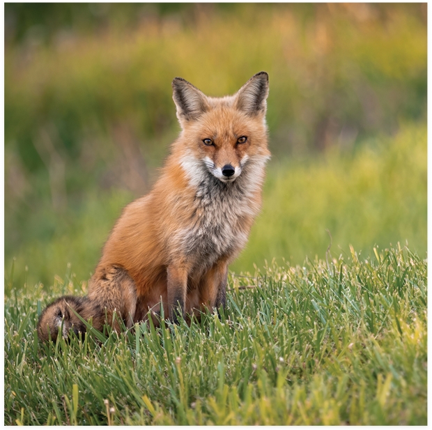 Foxes With Black Legs