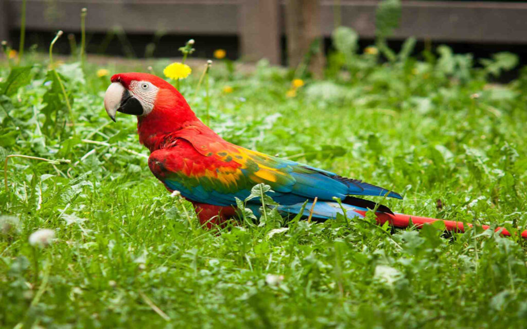 Can Parrots Have Cinnamon