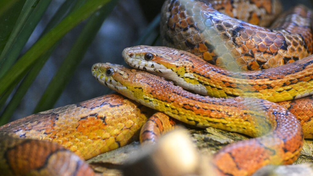 Corn Snakes Enclosure