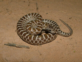 Snakes In Utah Identification
