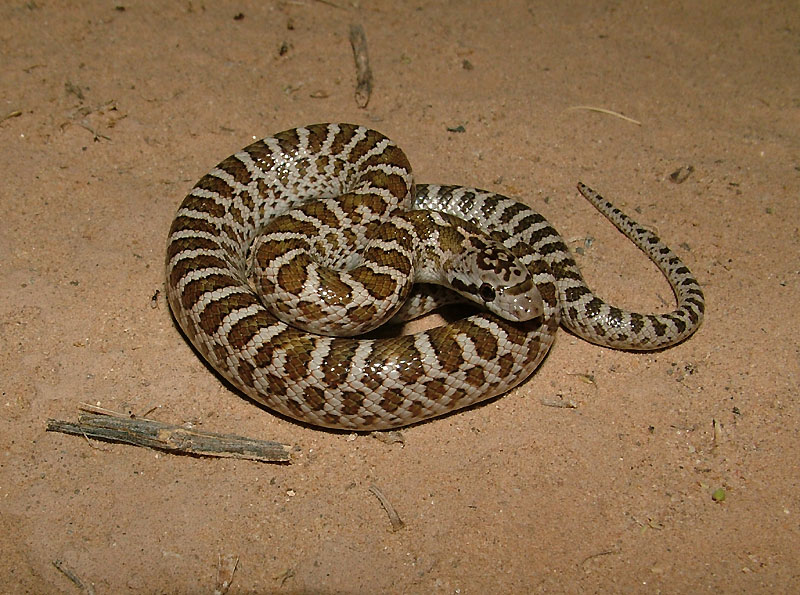 Snakes In Utah Identification