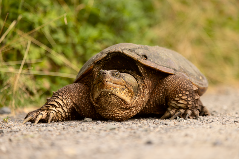 Can Snapping Turtles Hold Their Breath