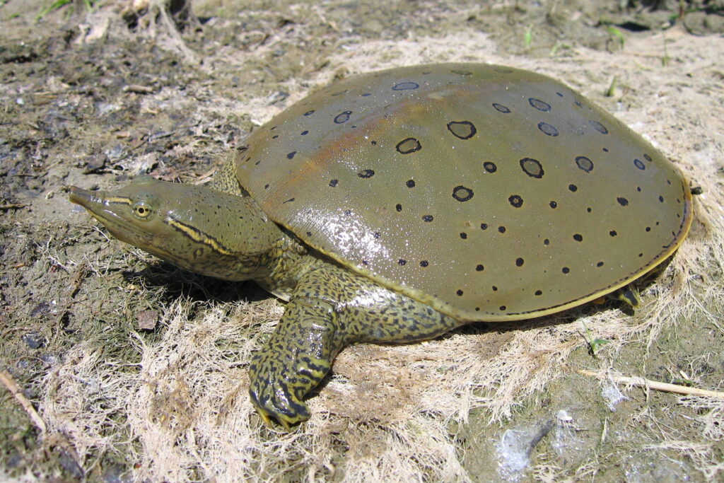 Soft Shelled Turtles