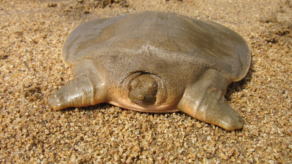 Soft Shelled Turtles