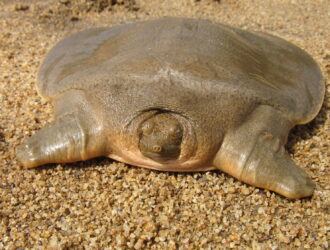 Soft Shelled Turtles