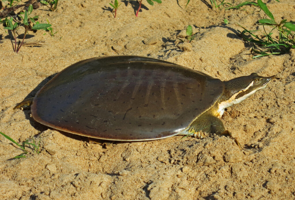 Soft Shelled Turtles