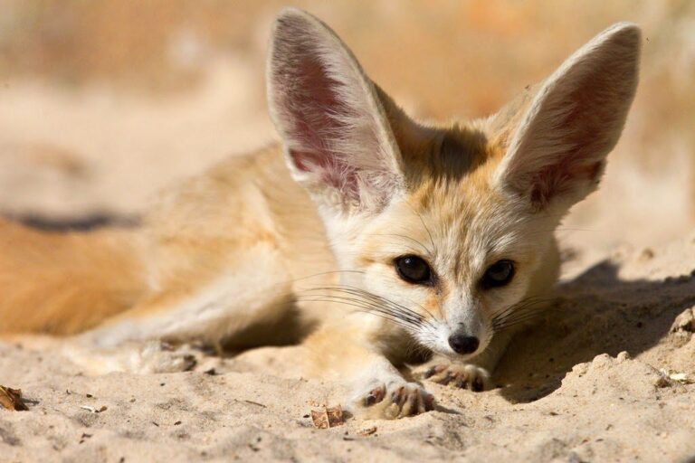 States Where Fennec Foxes Are Legal - Animal Trove