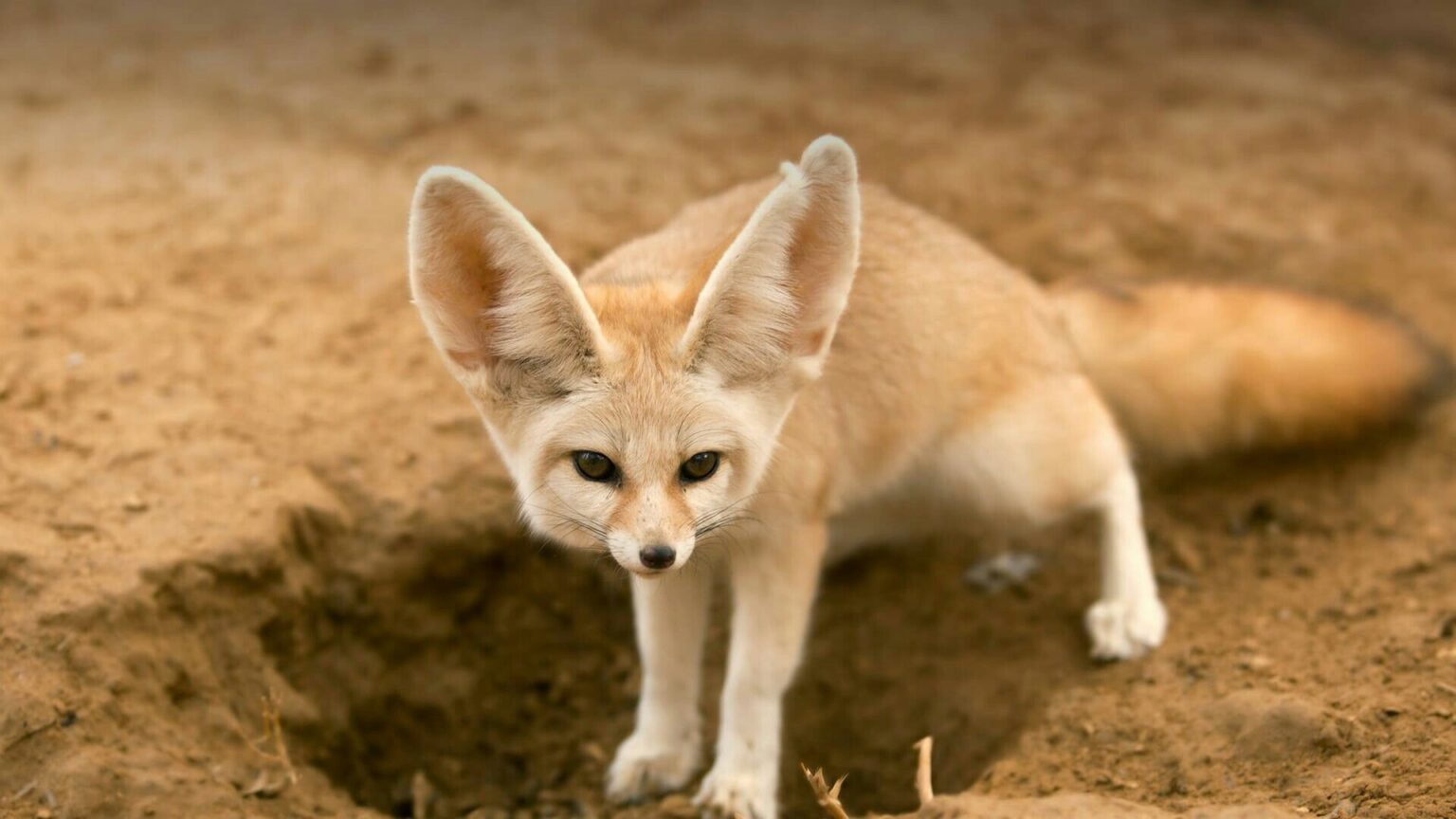 States Where Fennec Foxes Are Legal - Animal Trove