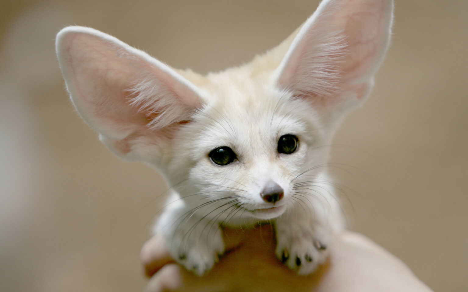 States Where Fennec Foxes Are Legal - Animal Trove