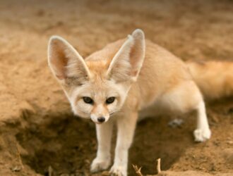 States Where Fennec Foxes Are Legal