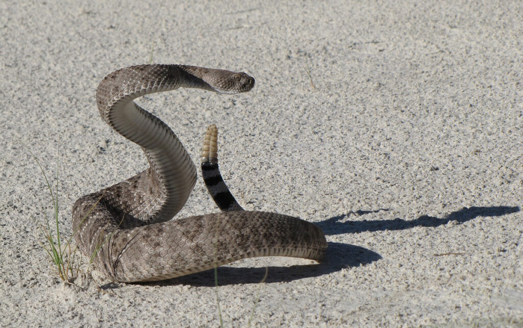 Identify Arkansas Snakes
