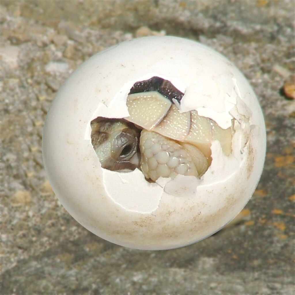 Box Turtles Eggs Hatching