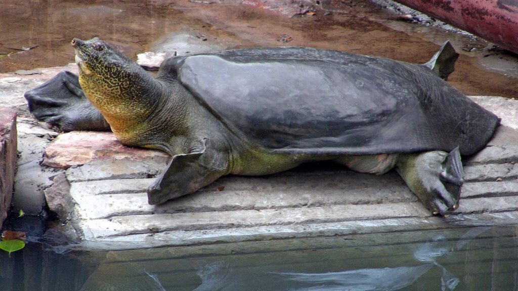 Soft Shelled Turtles