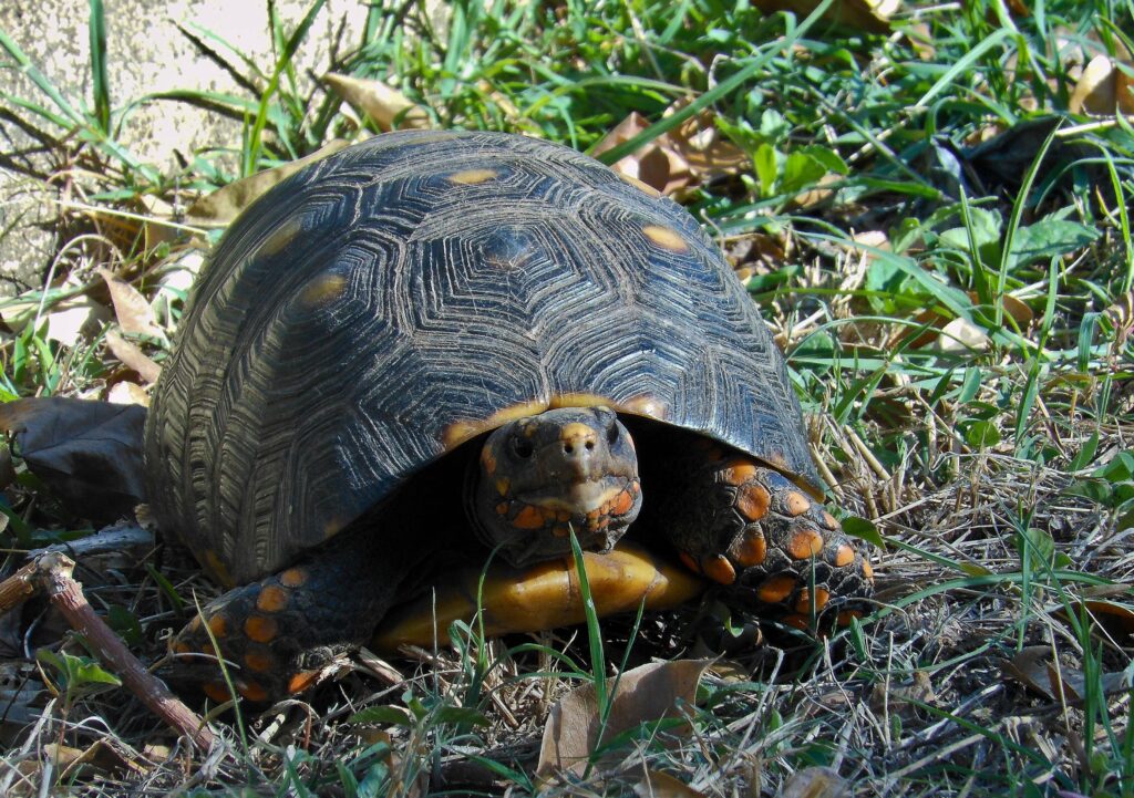 Turtles Climb Trees