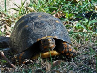 Turtles Climb Trees