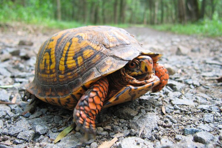 Turtles In New Mexico