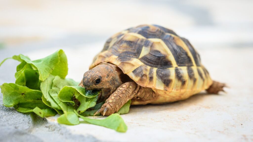 What Vegetables Can Box Turtles Eat