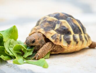 What Vegetables Can Box Turtles Eat