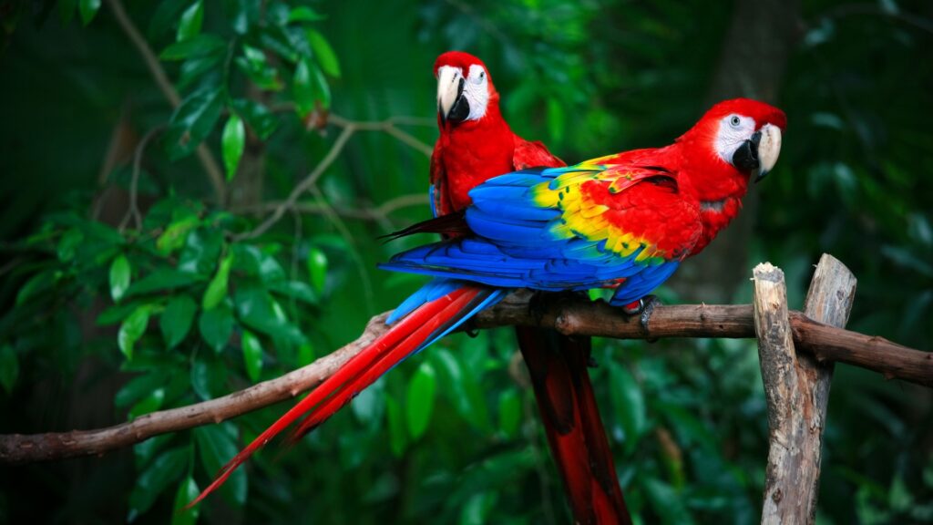 What Do Parrots Represent