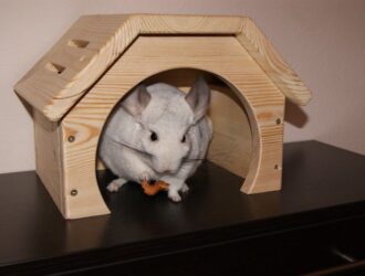 Wood For Chinchilla Cage