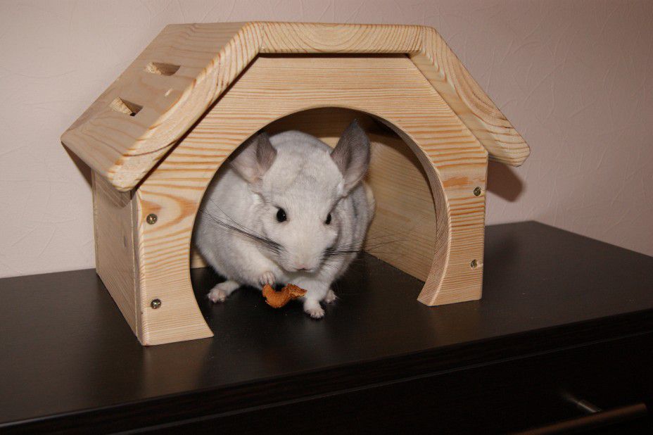 Wood For Chinchilla Cage