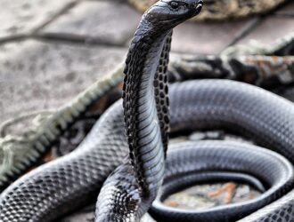 Dreaming With Black Snakes