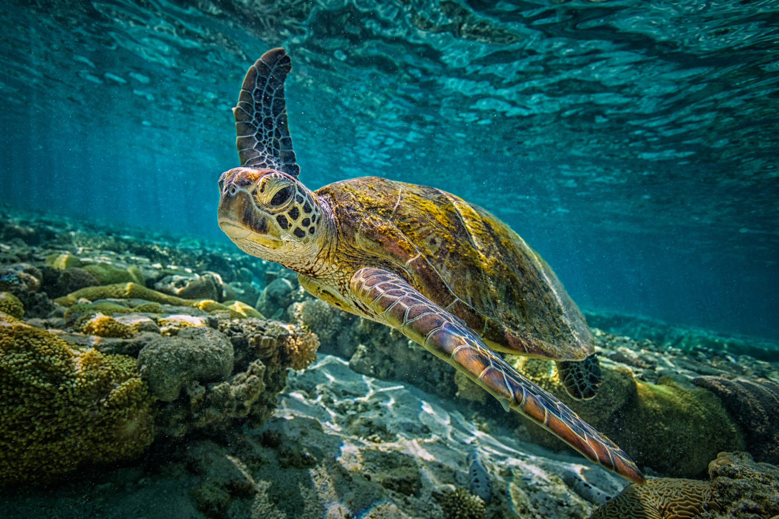 Sea Turtles Mexico Akumal
