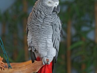Rescue African Grey Parrots