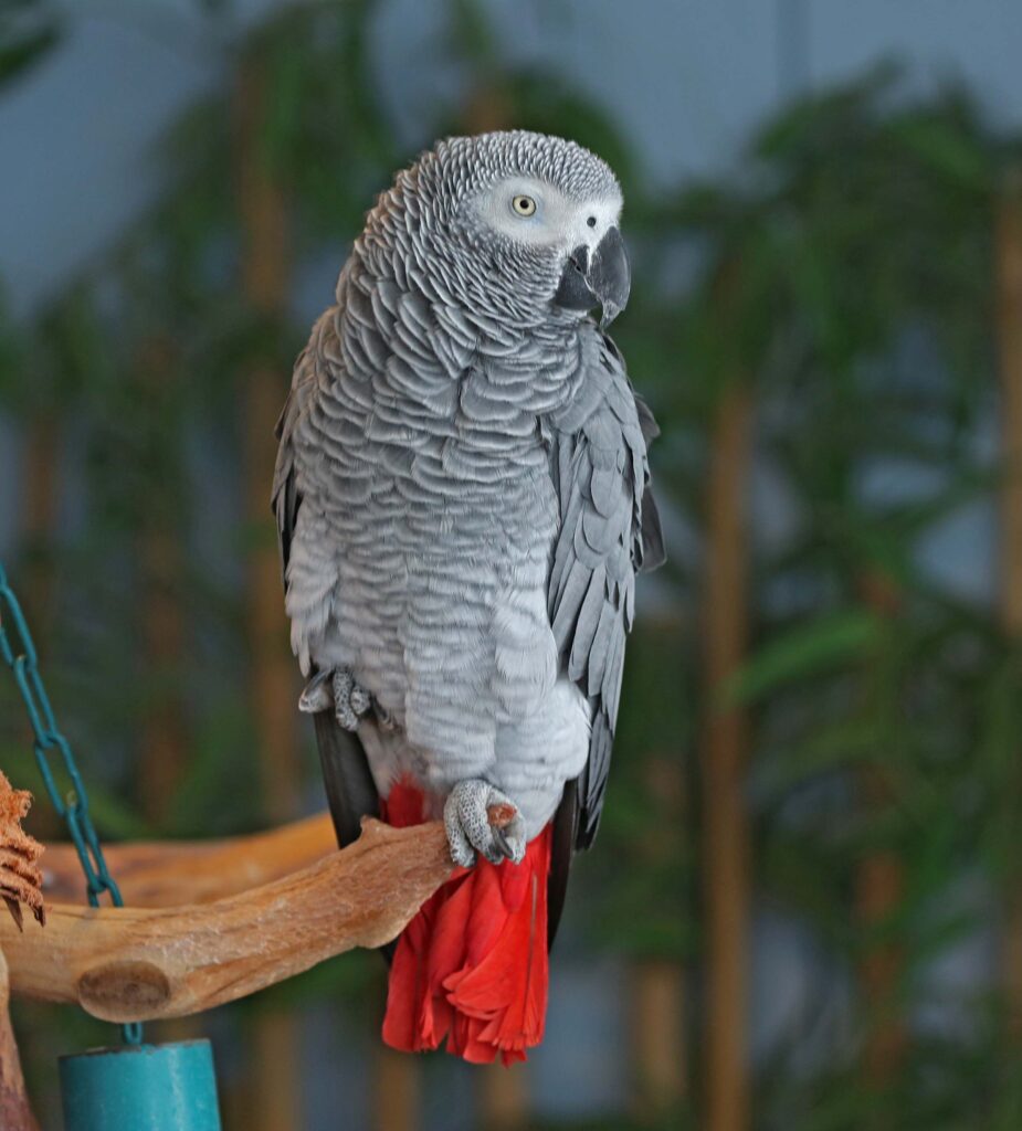 Rescue African Grey Parrots