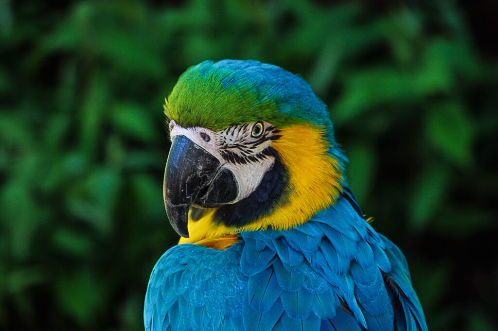 Parrots Macaw Sale