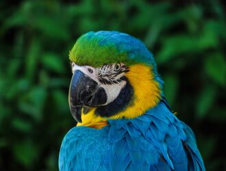 Parrots Macaw Sale
