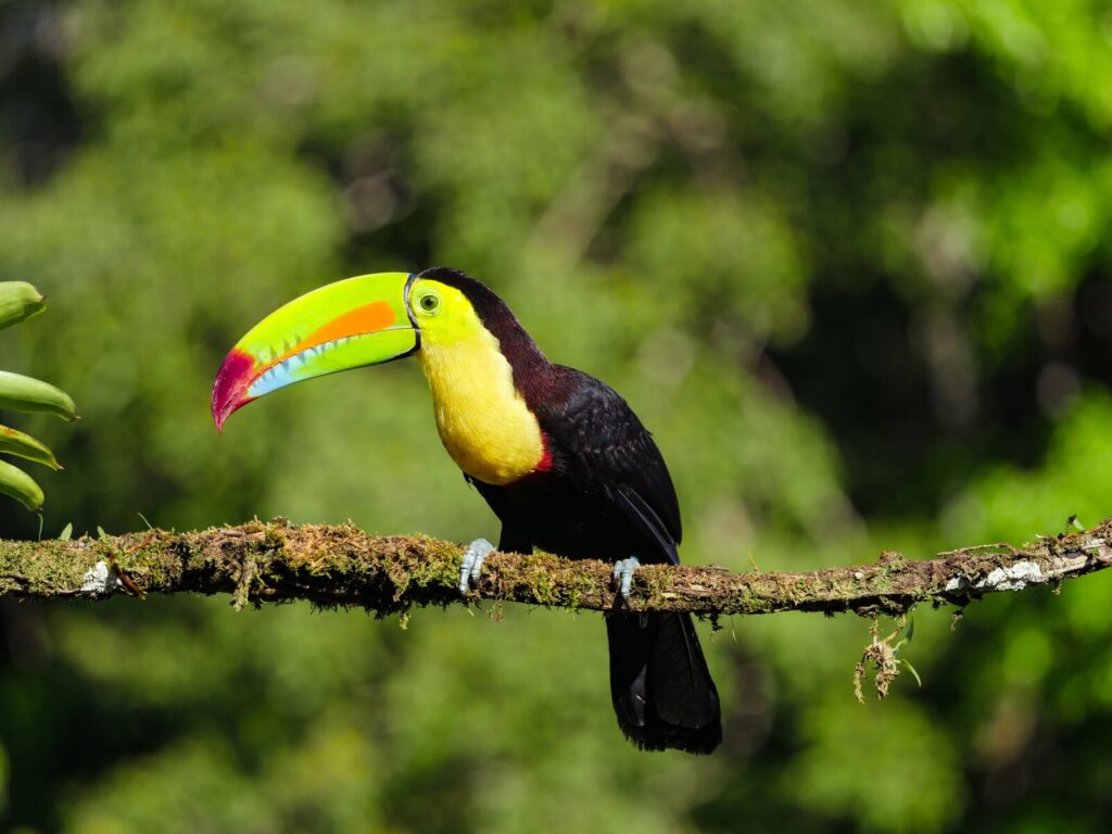 Toucans Of The Rainforest