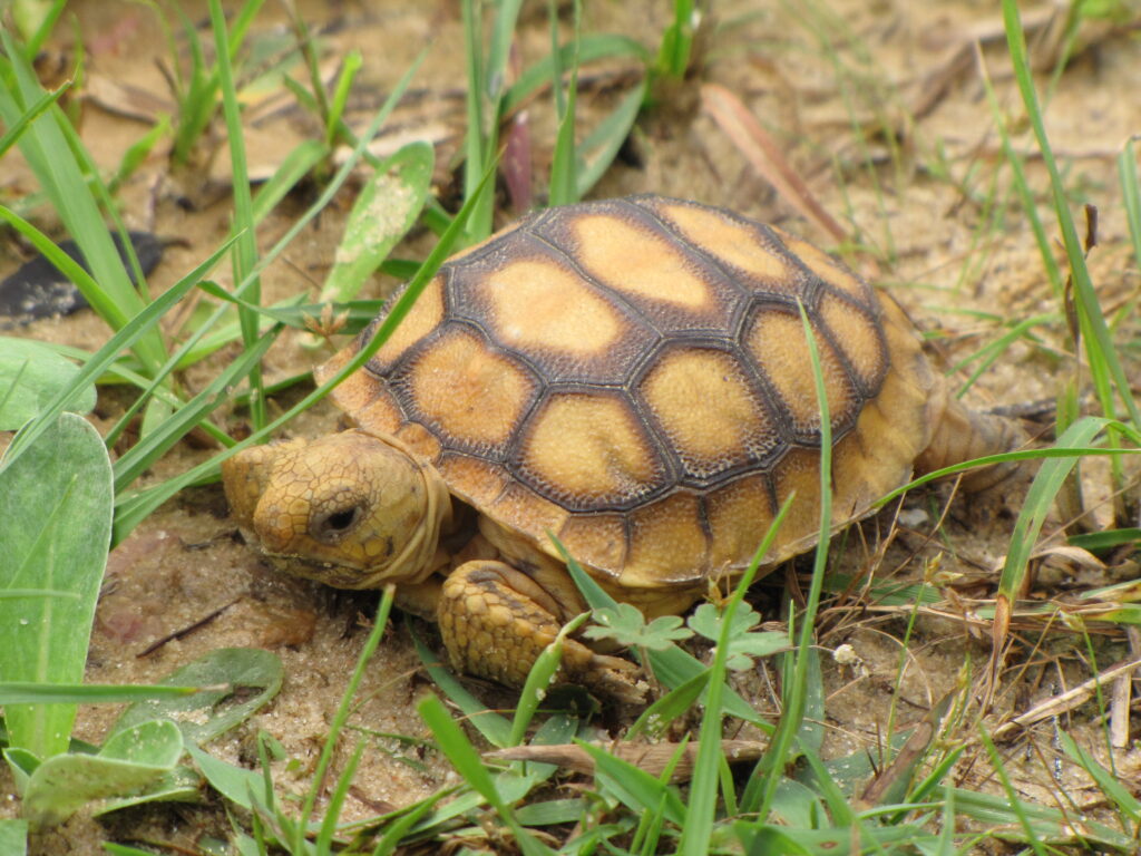 are gopher turtles endangered