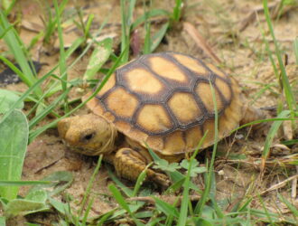are gopher turtles endangered