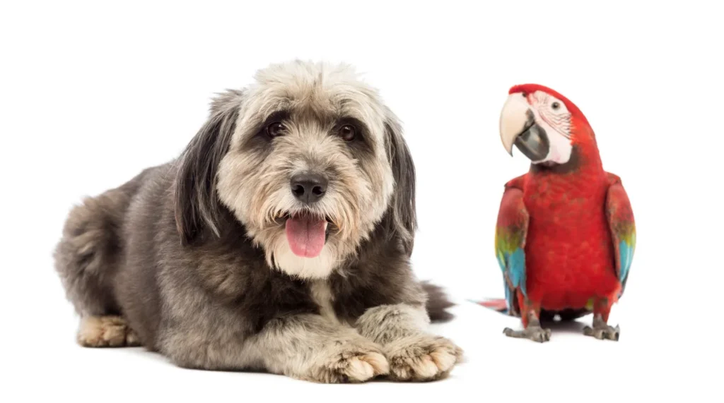 Are Parrots Smarter Than Dogs