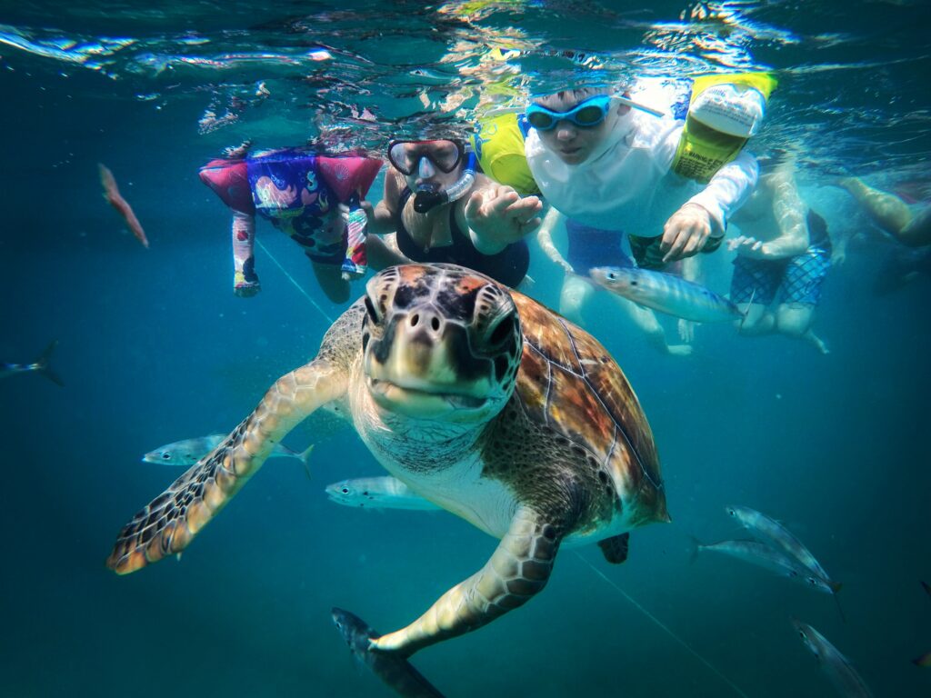 Snorkel With Turtles