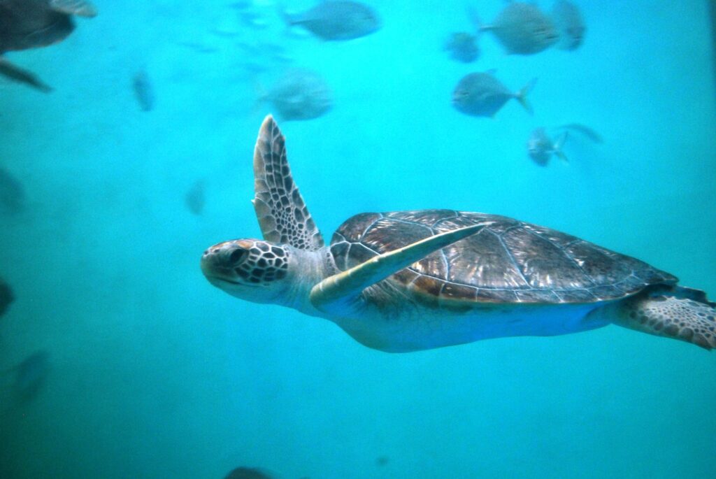 Swim With Sea Turtles Florida