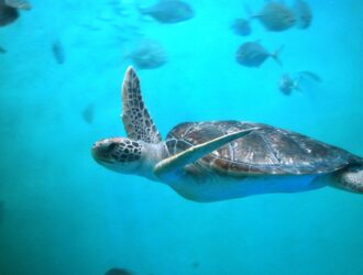Swim With Sea Turtles Florida