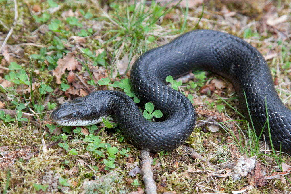 How To Get Rid Of Black Snakes Around Your House