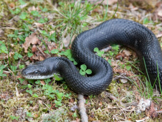 How To Get Rid Of Black Snakes Around Your House