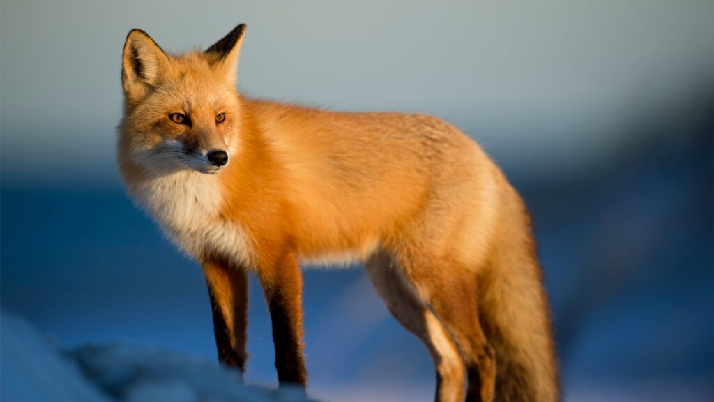 Foxes Canine Or Feline