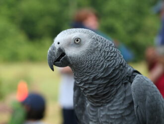 African Grey Parrots Lifespan
