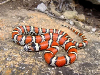 What Do Milk Snakes Look Like