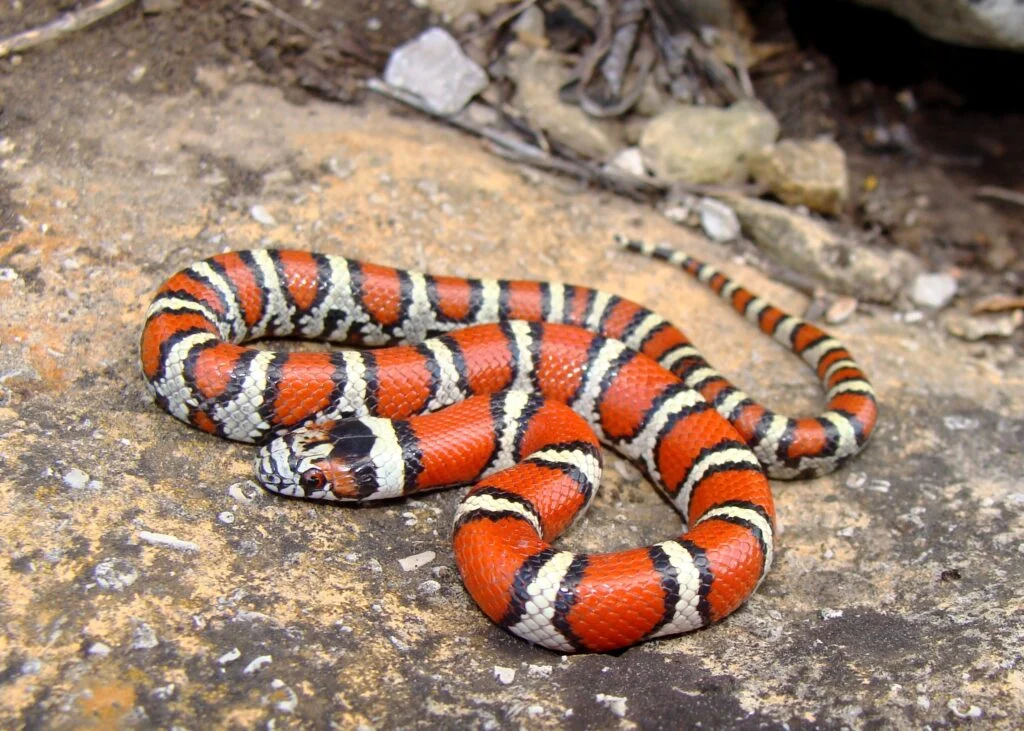 What Do Milk Snakes Look Like