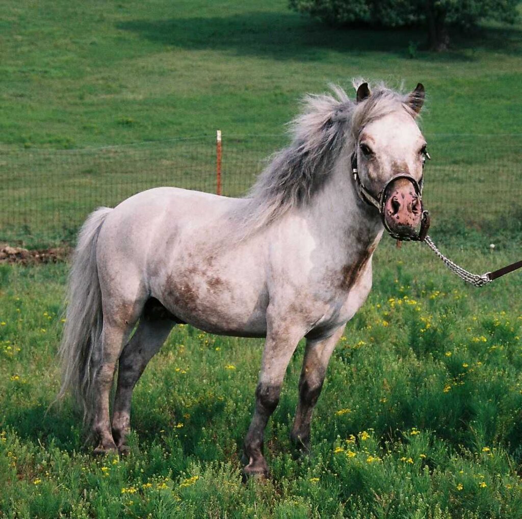 Pregnant Miniature Horses