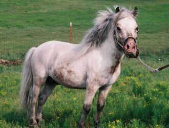 Pregnant Miniature Horses