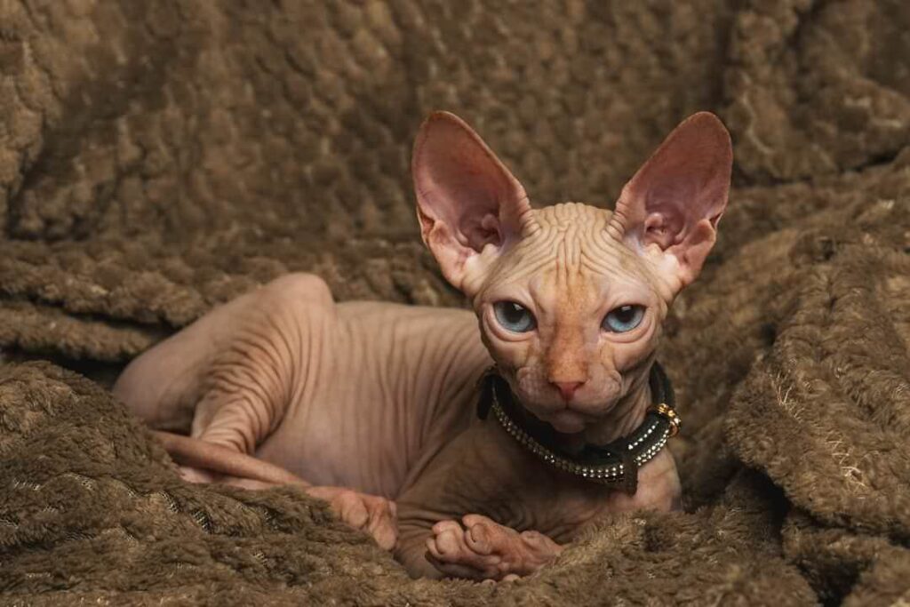 Sphynx Cats California