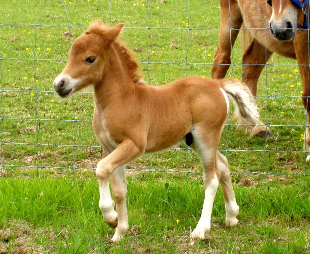 Foaling Miniature Horses