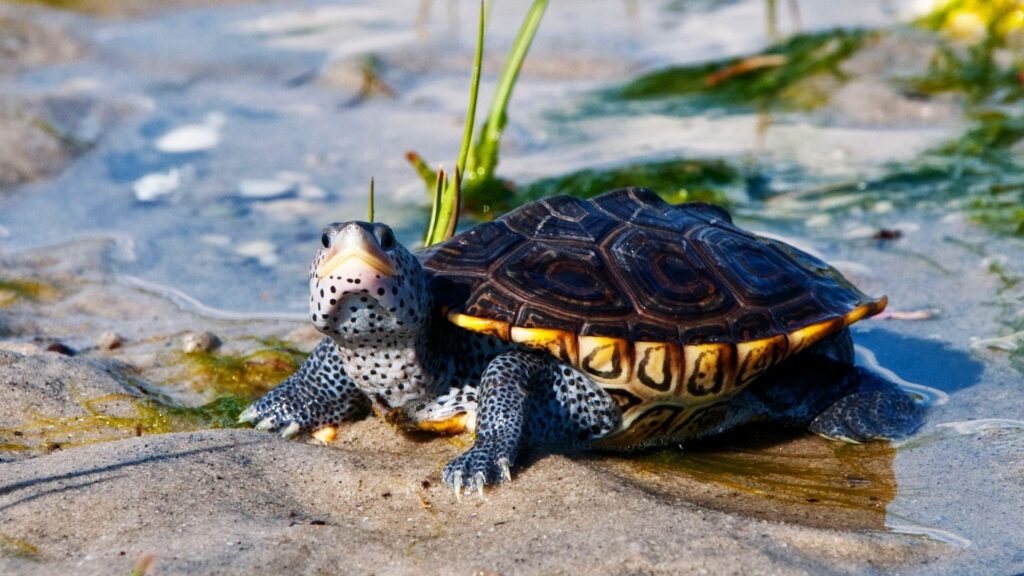 Why Do Barnacles Attach To Turtles